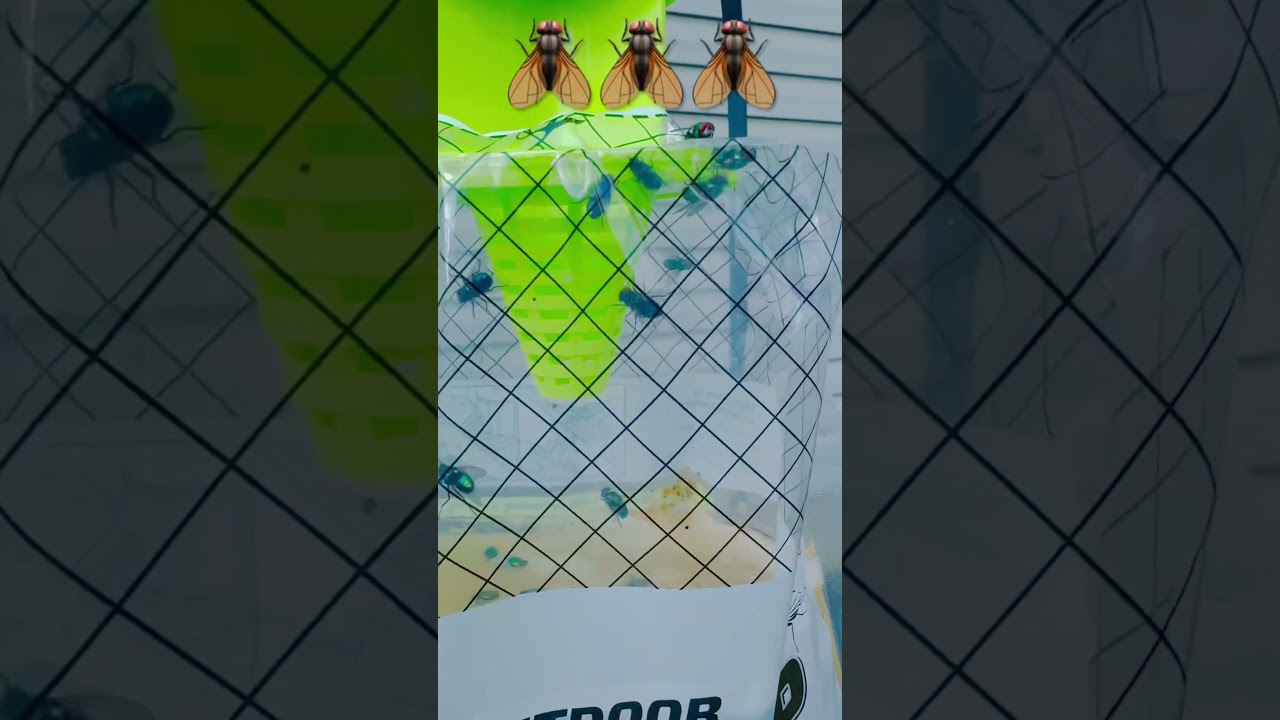 #shorts #flytrap #pestcontrol #flycatchers #insectcontrol