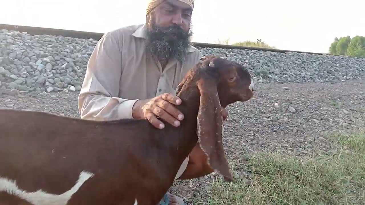 ਗਾਵਾ ਵਰਗੀਆ ਬਕਰੀਆ  ਦੇਖੋ ਤੇ ਖਰੀਦੋ |ਲੈਣ ਵਾਲਾ ਲੈਜੂ ਦੇਖਣ ਵਾਲਾ ਰੈਜੂ 😯👌 @chahalgoatfarm  