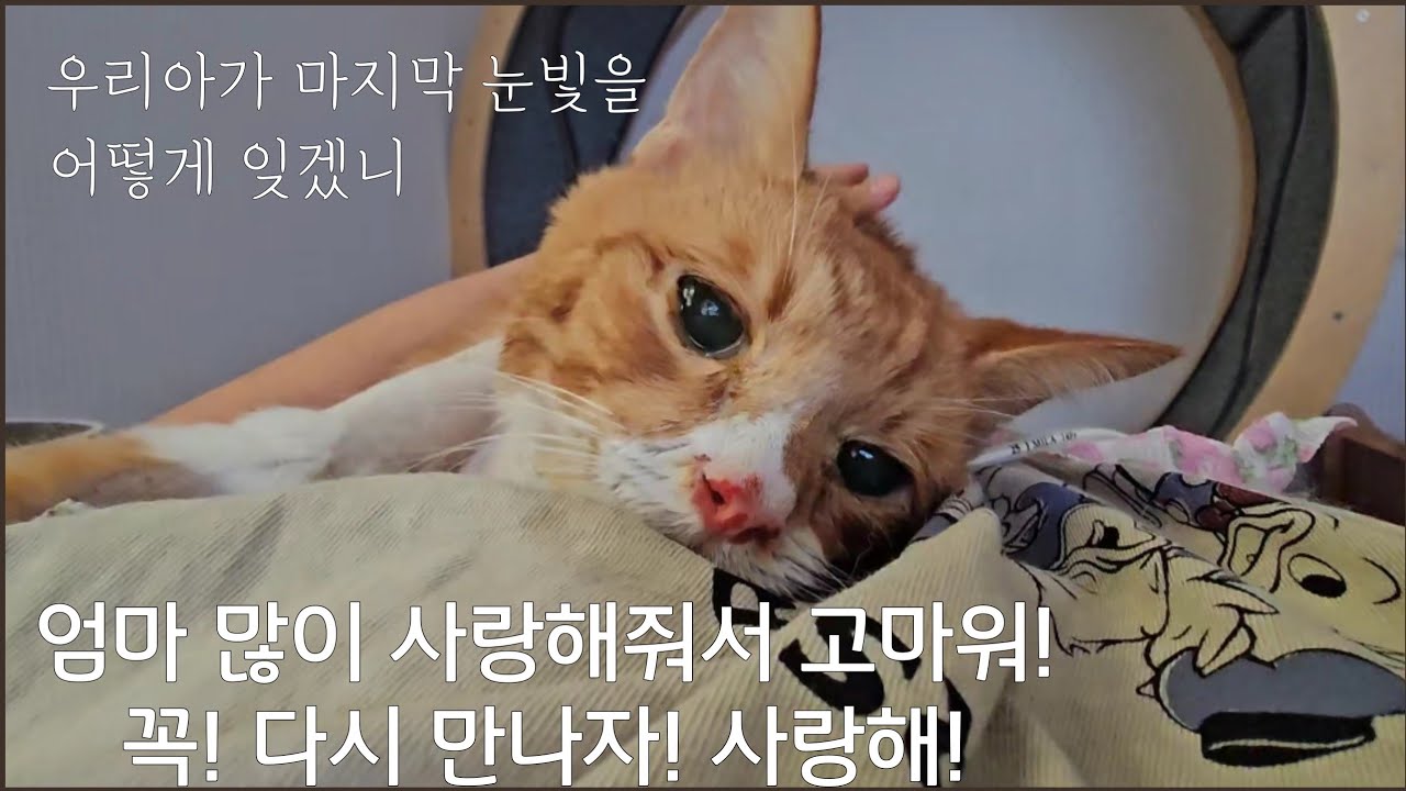  대박이 영상을 보는 것도 고통스러워 힘들었지만 우리 아가 대박이 영원히 기억 하렵니다. 사랑해 대박아 고마웠어 