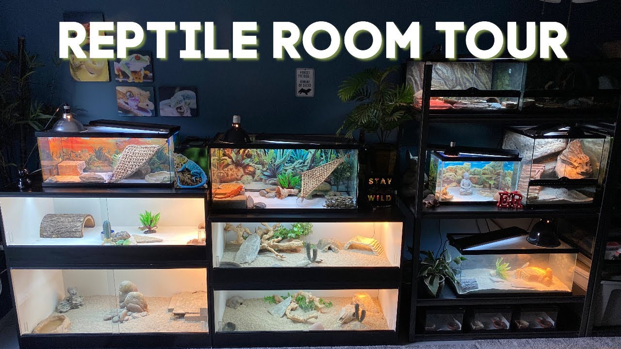 REPTILE ROOM TOUR! (25 PETS)