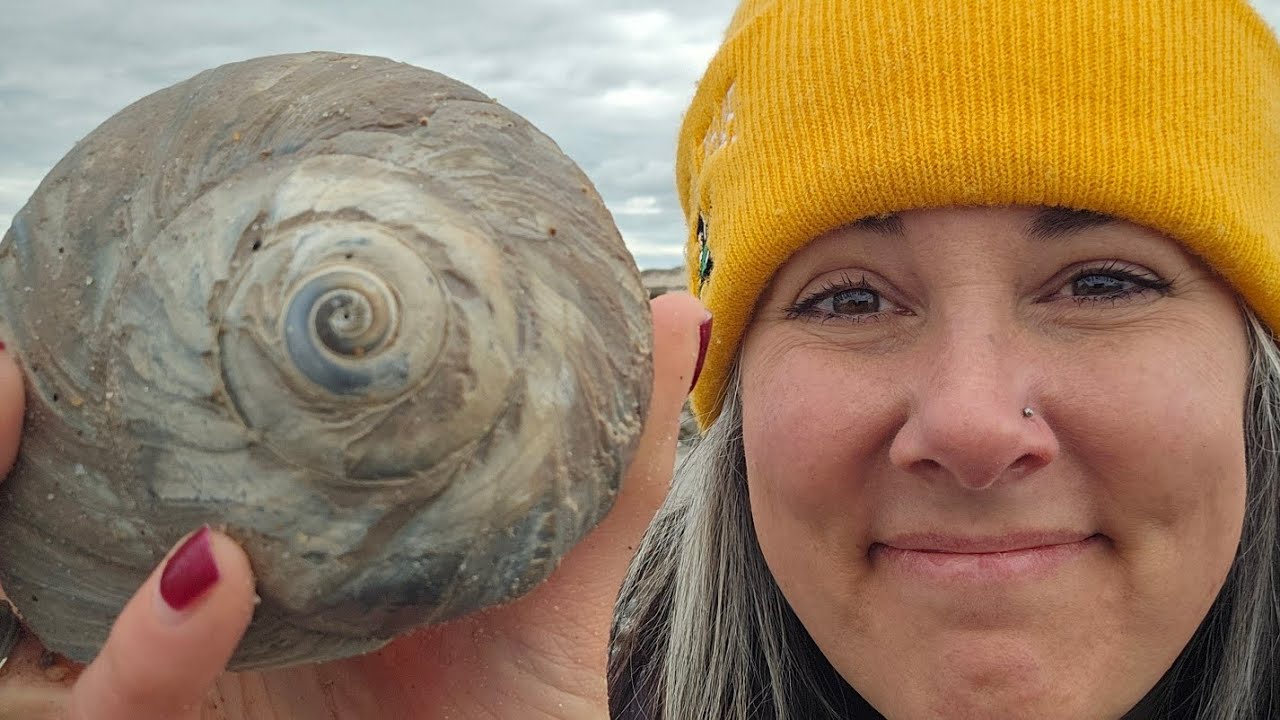 BIG Shells! Epic Shells after this Nor' easter!#beachcombing #beach #shells #shelling #seashells