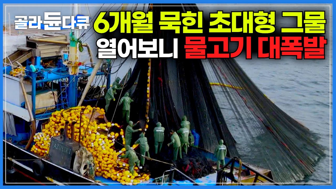 어업 금지 기간 드디어 끝났다. 갈매기 떼 따라가서 던진 초대형 그물, 미친 듯이 쏟아지는 물고기 떼!｜하룻밤 사이 만선! 튀르키예 역대급 고기잡이｜인간과 바다｜#골라듄다큐