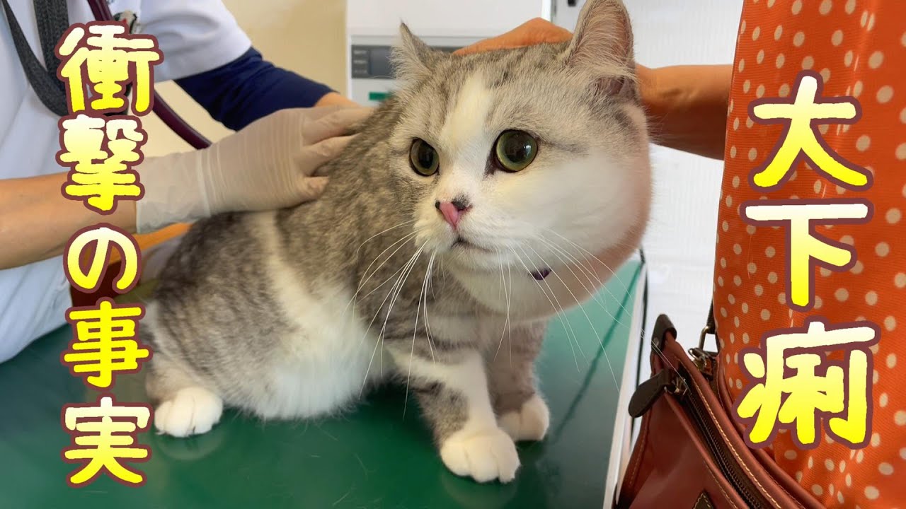 兄猫の大下痢と嘔吐が心配で病院で診てもらったら衝撃の事実が判明しました