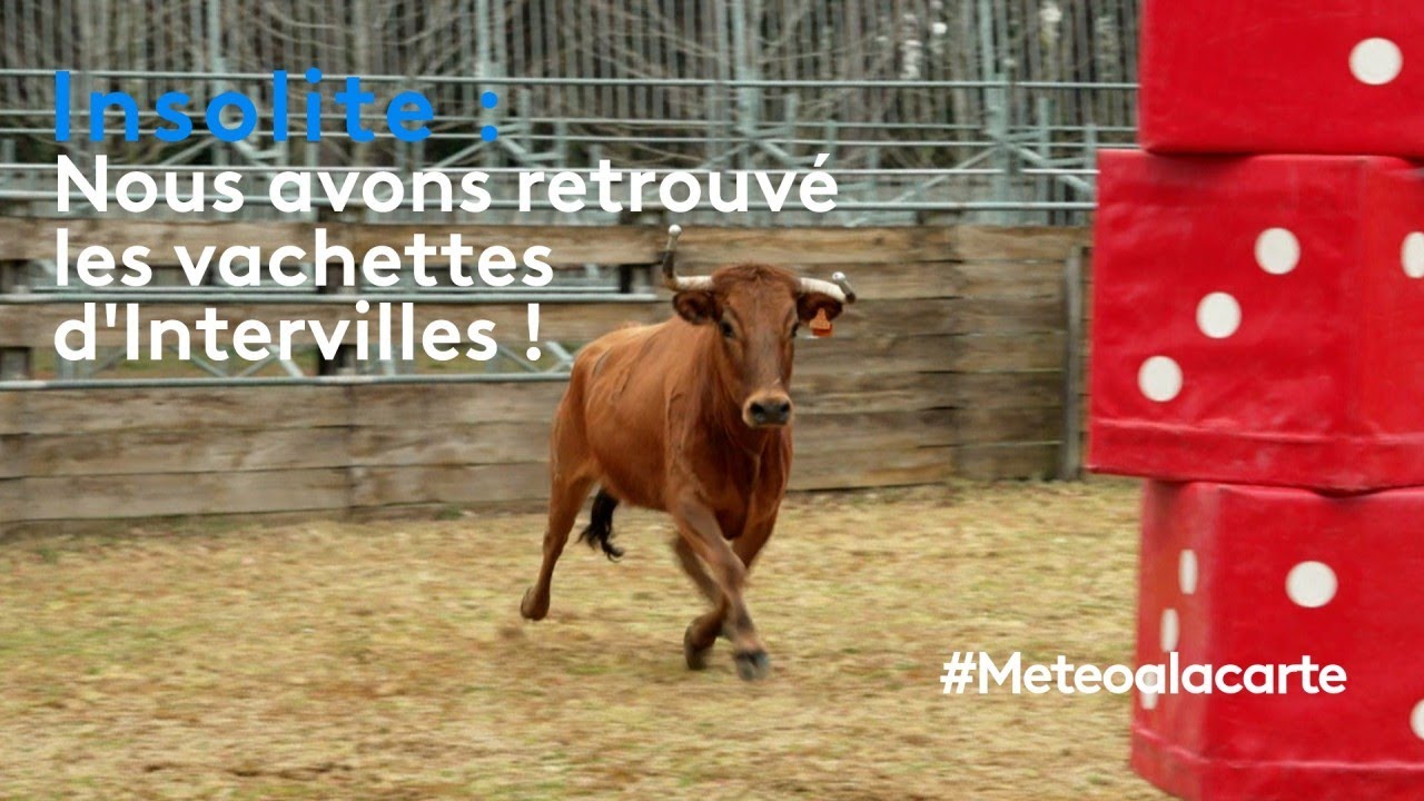 Insolite : nous avons retrouvé les vachettes d'« Intervilles » !