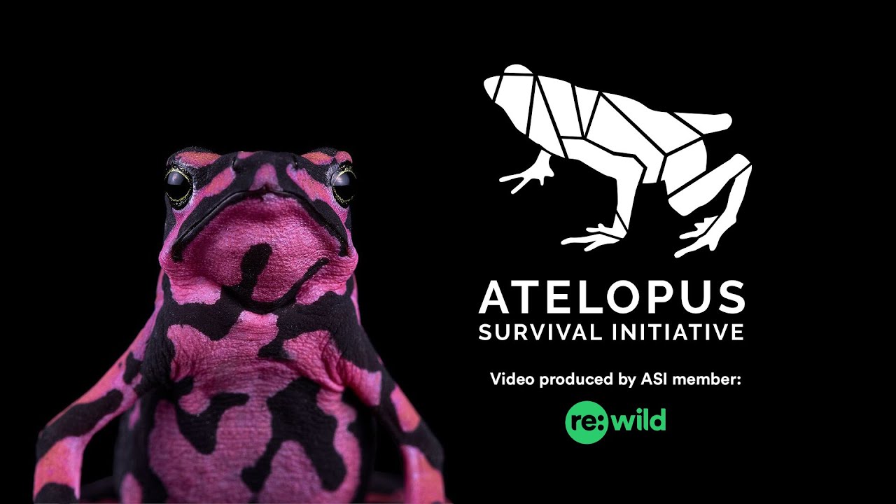 Atelopus Survival Initiative