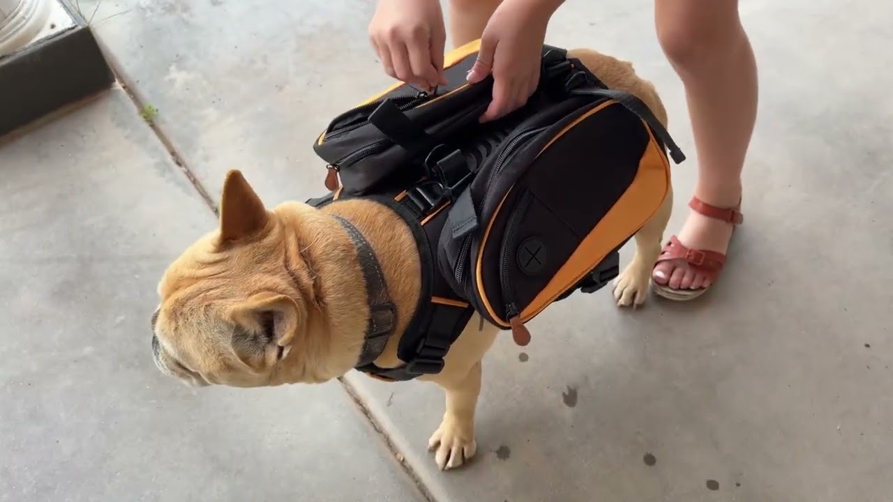 Demo for Dog Backpack Saddlebag Harness for Hiking, Walking, Camping!  video