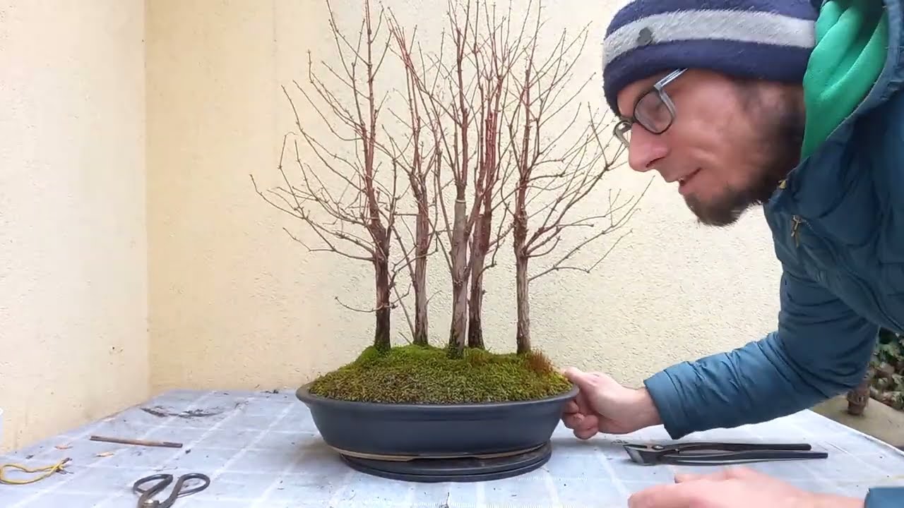 Metasekwoja chińska Bonsai-lasek-przycinanie zimą 2023