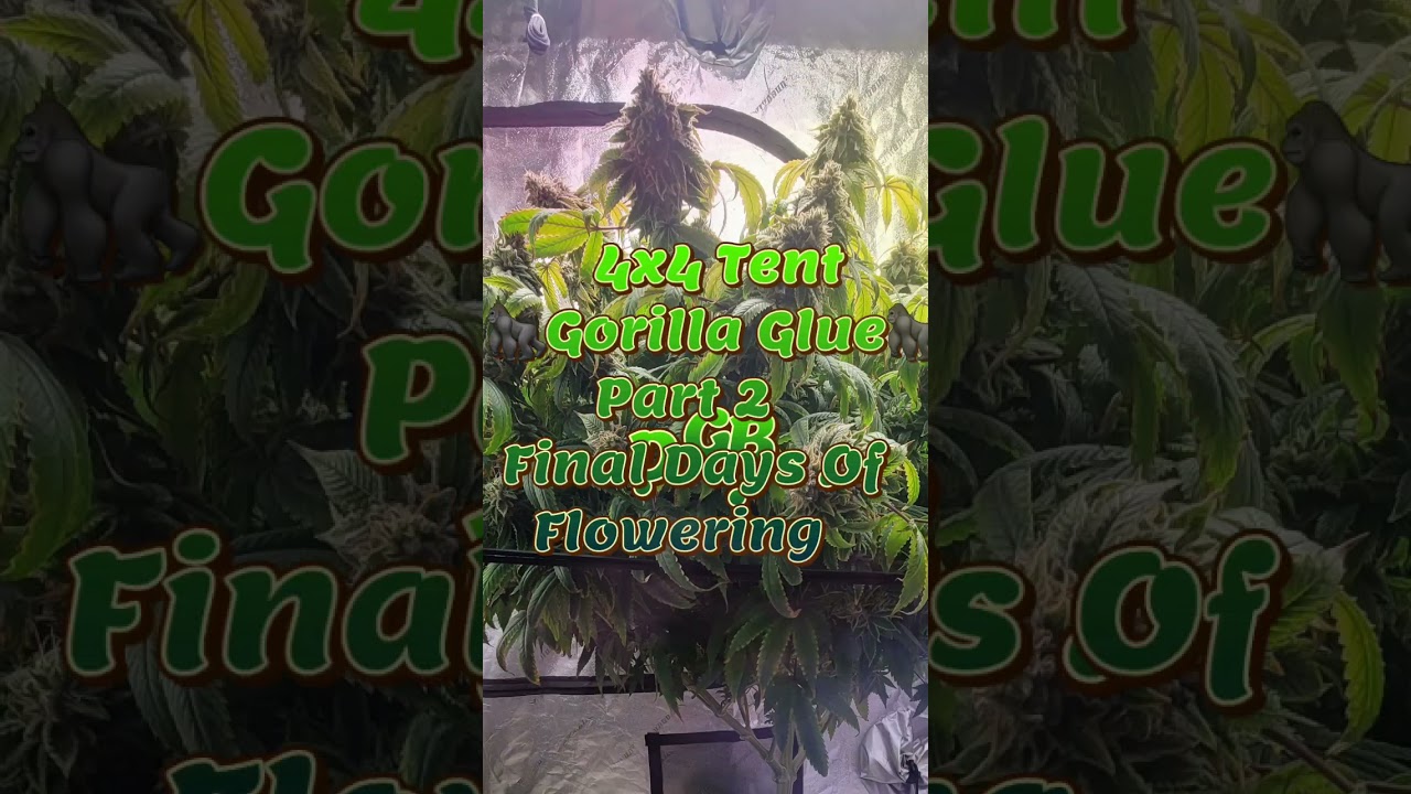4x4 tent #cannabis grow- Final Weeks of Flowering - #gorillaglue #dgb #weedporn