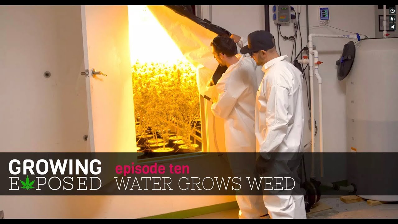 Growing Exposed Episode 10 - Water Grows Weed - Trailer