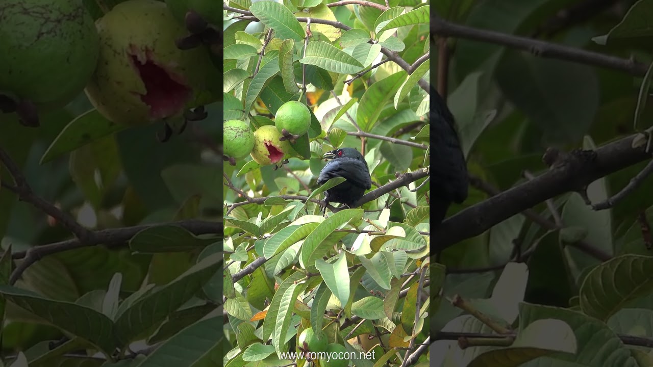 Asian Glossy Starling (Aplonis panayensis)