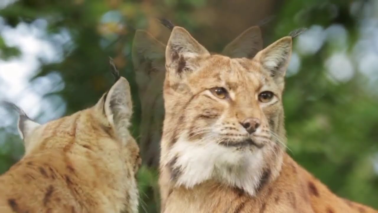 Eurasian LYNX  3rd Largest Predator danger