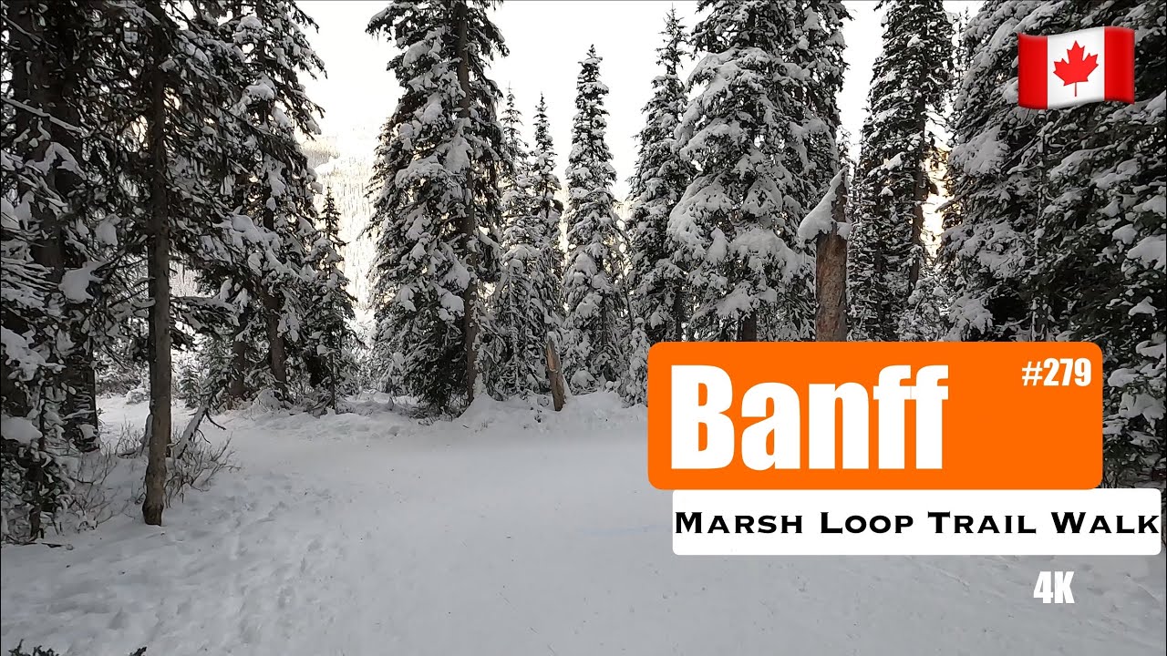 [4K] Very Quiet ASMR Nature Walk, Marsh Loop Trail, Banff National Park | #279