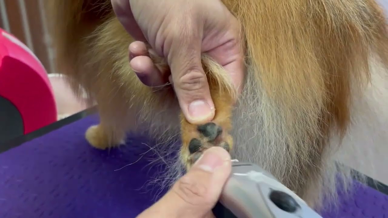 Pomeranian|full grooming, tidy up as per the customer’s request.