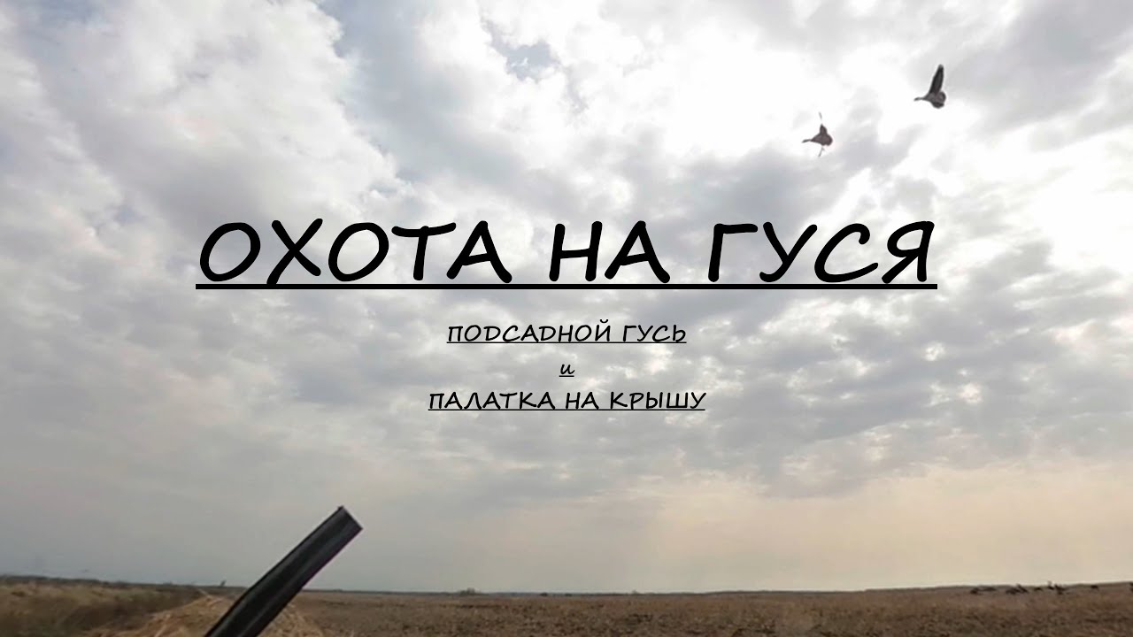 Охота на гуся в Псковской области. Подсадной гусь и палатка на крышу машины