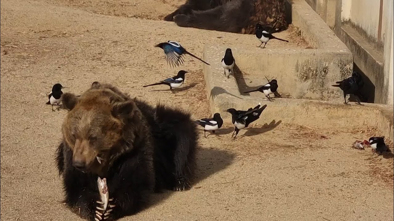 불곰 사육장에서 볼 수 있는 광경 #에조불곰 #Bear #달성공원 