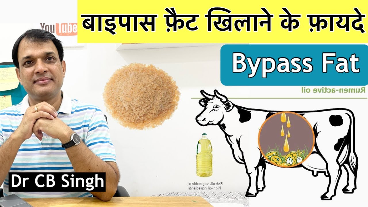 दुधारु पशुओं को Bypass Fat खिलाने के फ़ायदे | Bypass Fat for dairy animals | Cow Farm @Dairy Ustaad