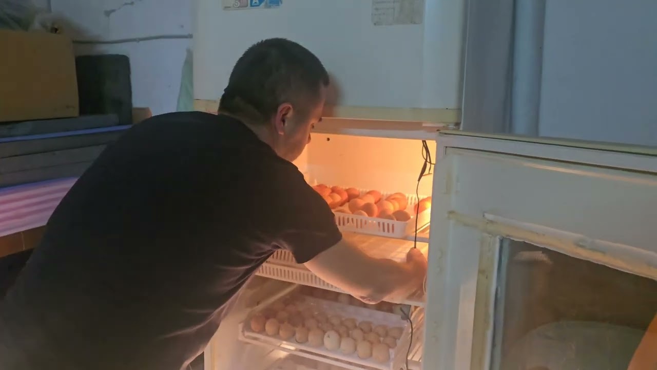 Kuluçka Makinesinden Civciv Çıkımlarımız Gerçekleşti Çok Şükür🙏