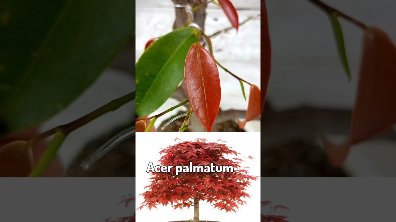 🍁 Ficus ingens, el higo de hojas rojas /  