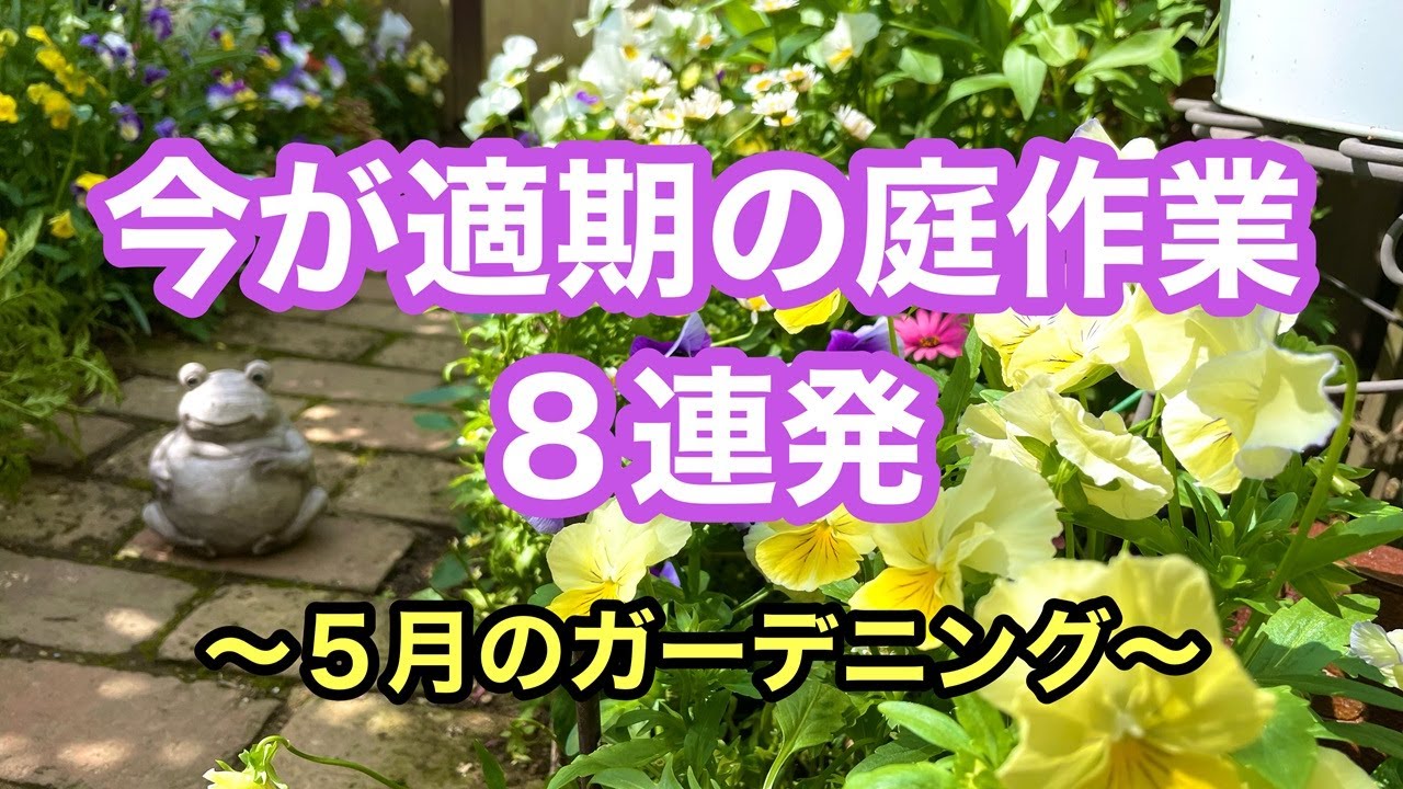 【色々出来るこの季節】ビオラの採種/ペチュニア・カリブラコア・キンギョソウ・マム切り戻し/ツツジの剪定/挿し芽/球根堀上等庭作業のまとめ#gardening  #ガーデニング #flowers #園芸