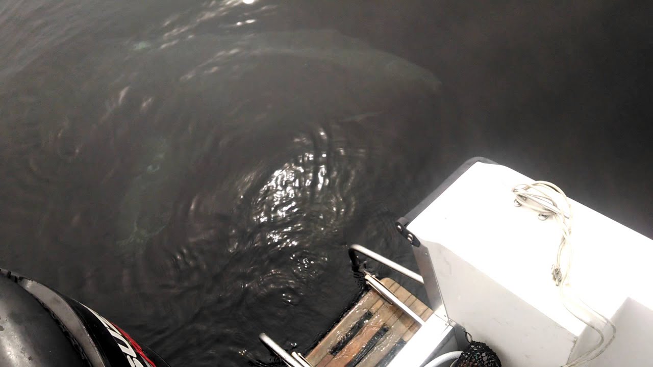 28/30 foot Basking Shark in Hampton Beach, NH