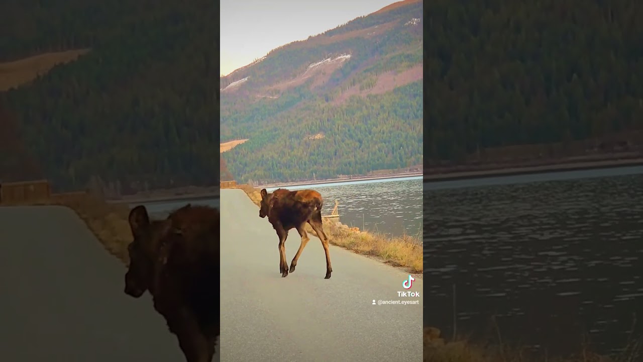 Just cause...im my own algorithm .. random baby moose😆🍁