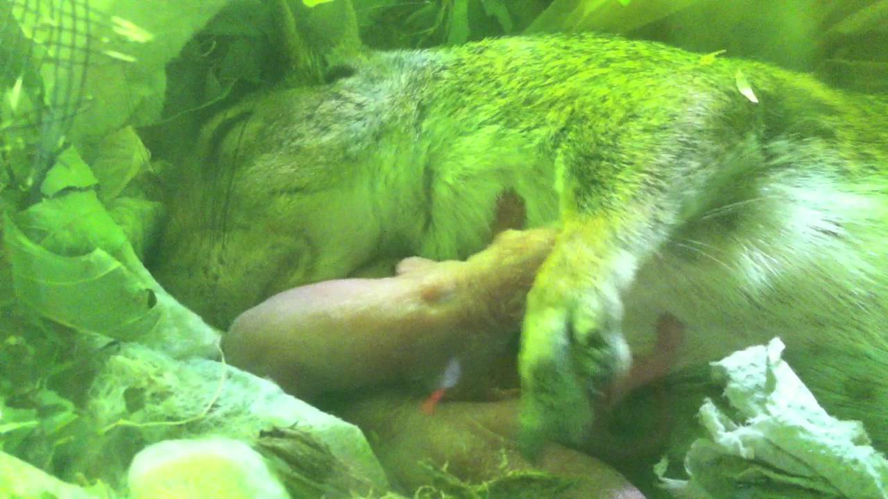 mama squirrel snuggling with her babies
