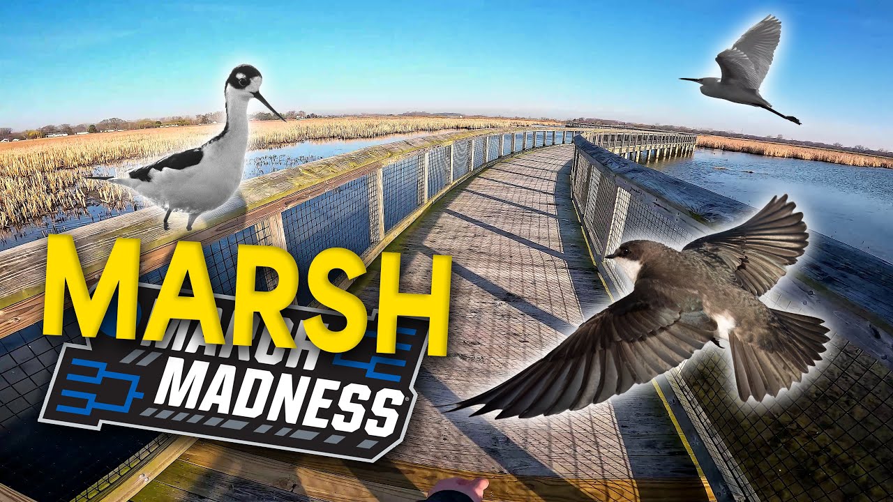 Marsh Madness in Ohio!!