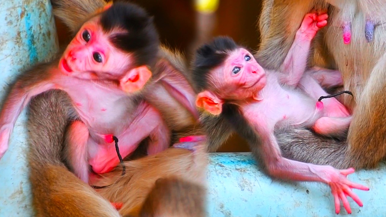 Wow! So Cute Just Newborn Monkey with placenta & Mom really love newly baby