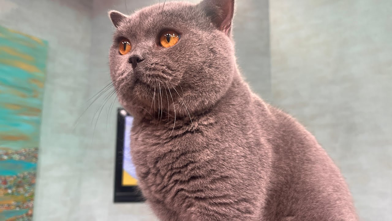 ¿Cuál es el carácter de un gato británico de pelo corto?