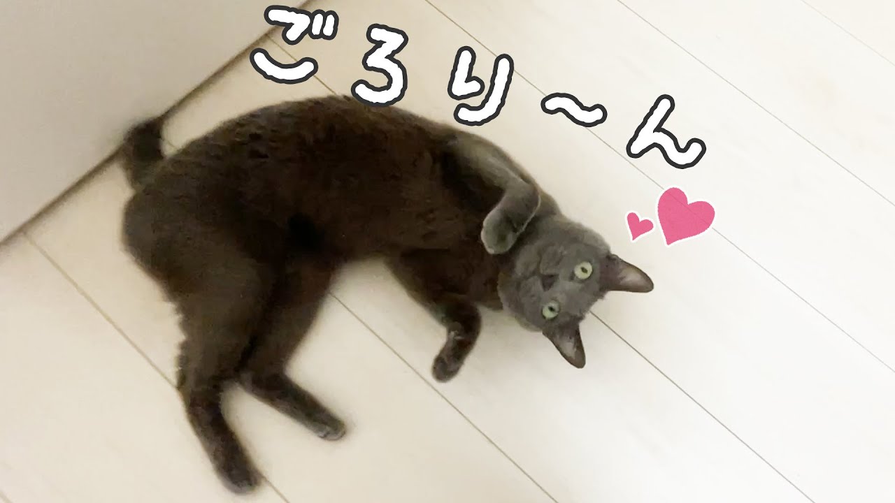 娘の前ではよく喋ってゴロンしちゃう猫ハムちゃん