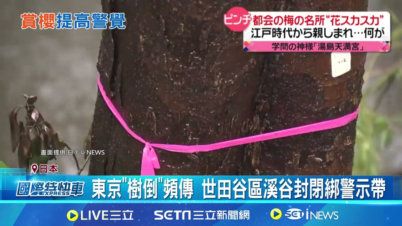 赴日賞櫻注意! 東京頻傳櫻花樹倒塌意外 東京公園連兩天出事 杉樹.櫻花樹壓倒人車｜94要賺錢