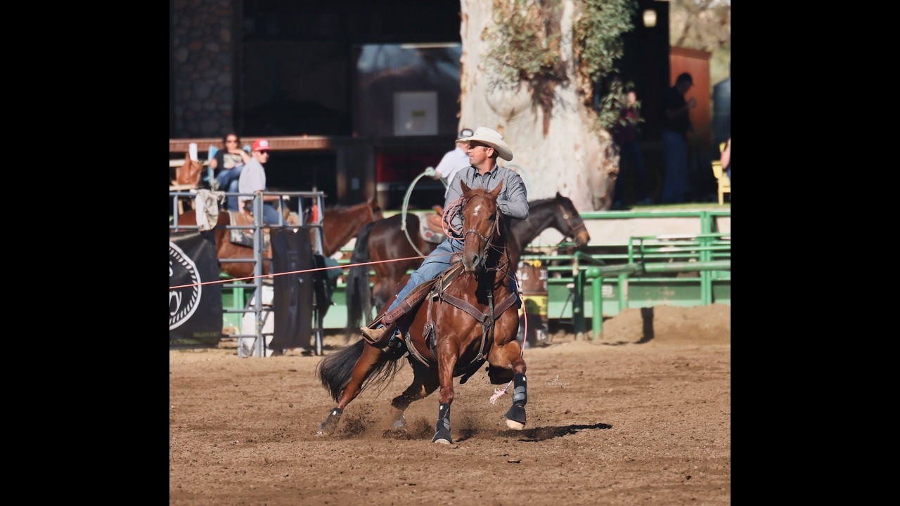 $ Winning Team Roping Horse Gelding, he sells at The Rancho Rio Horse Sale in Wickenburg, AZ!