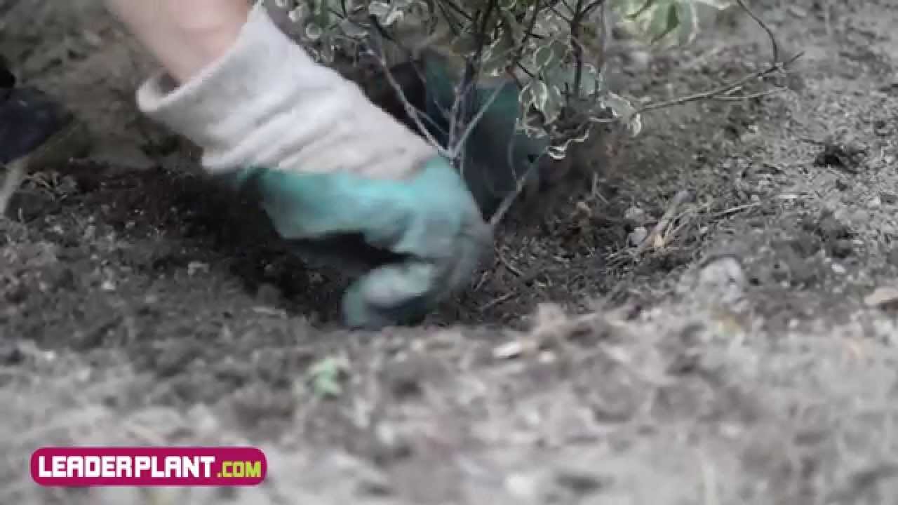 Comment planter un pittosporum ?