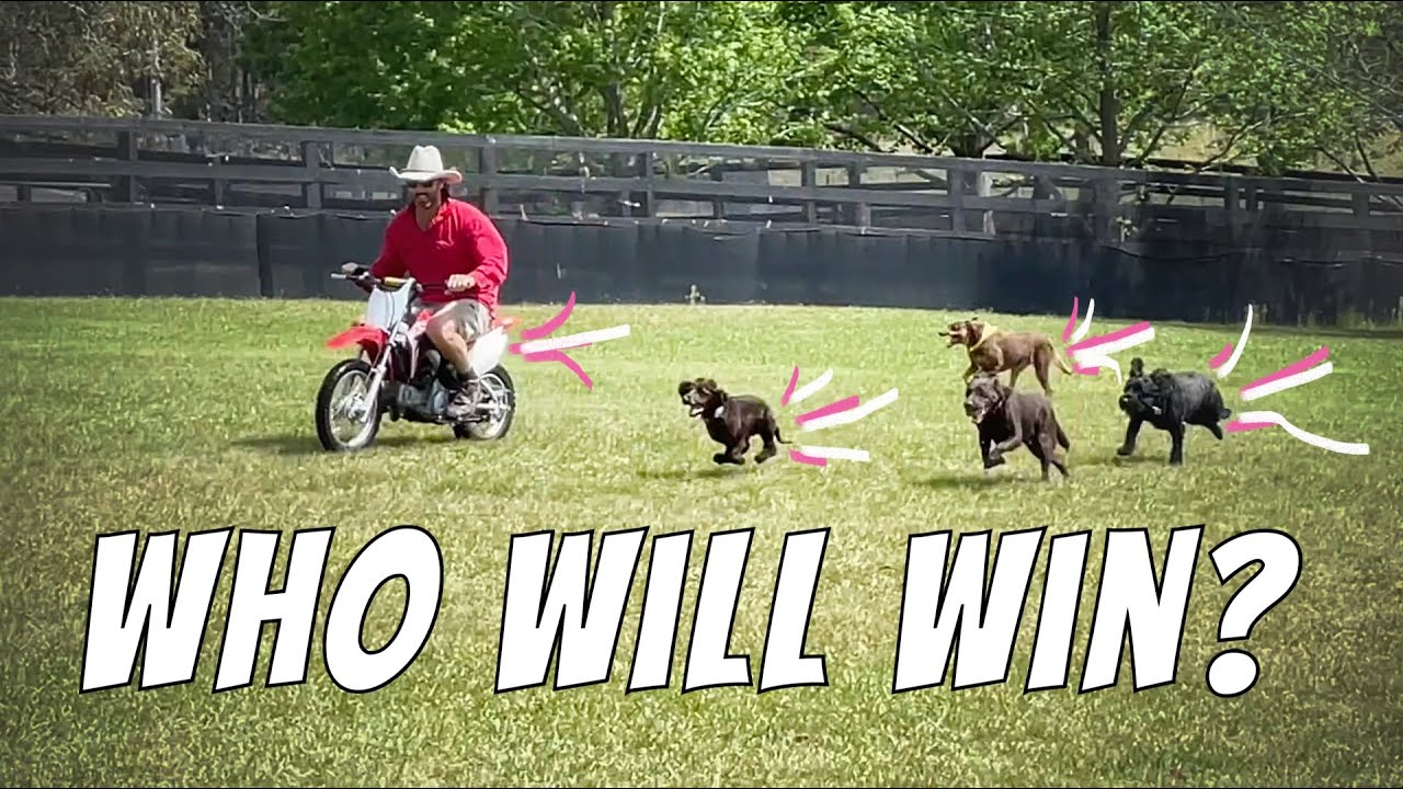 Dogs Vs Motorbike
