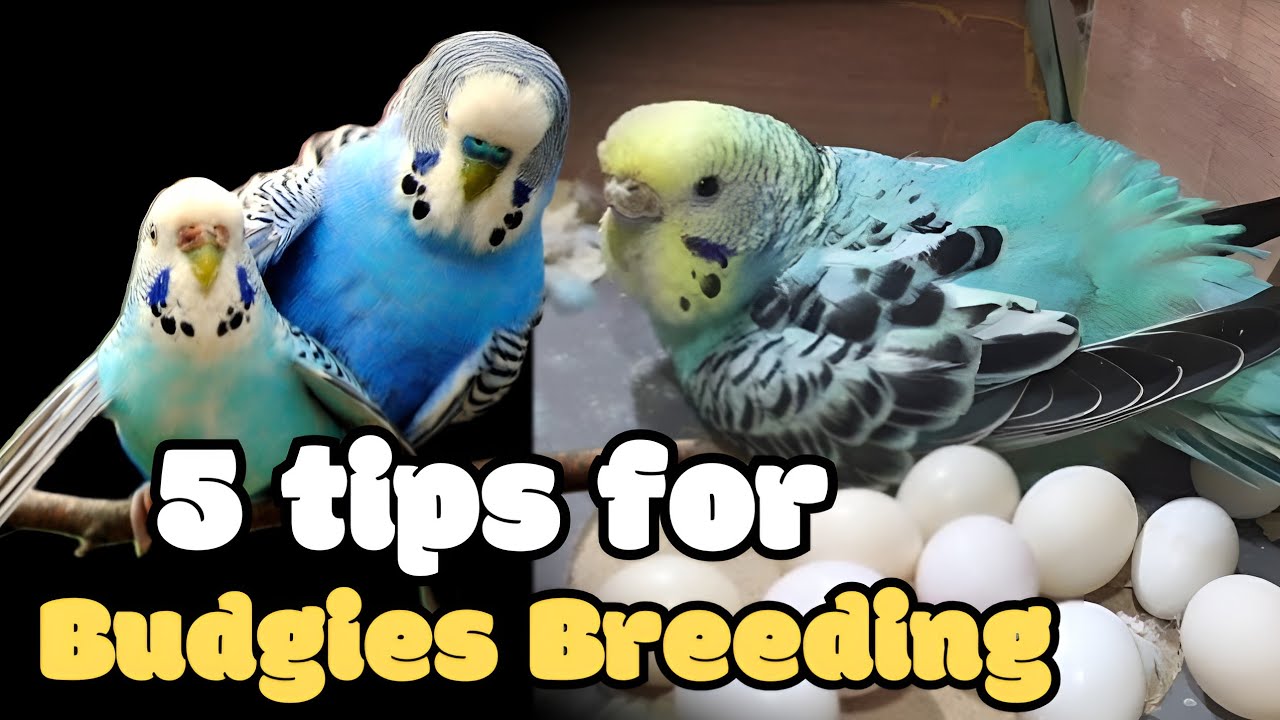 Budgies Breeding 8 Most Important Tips For Beginners  | Bajri Tote Ande Kase Dete Hain #budgies