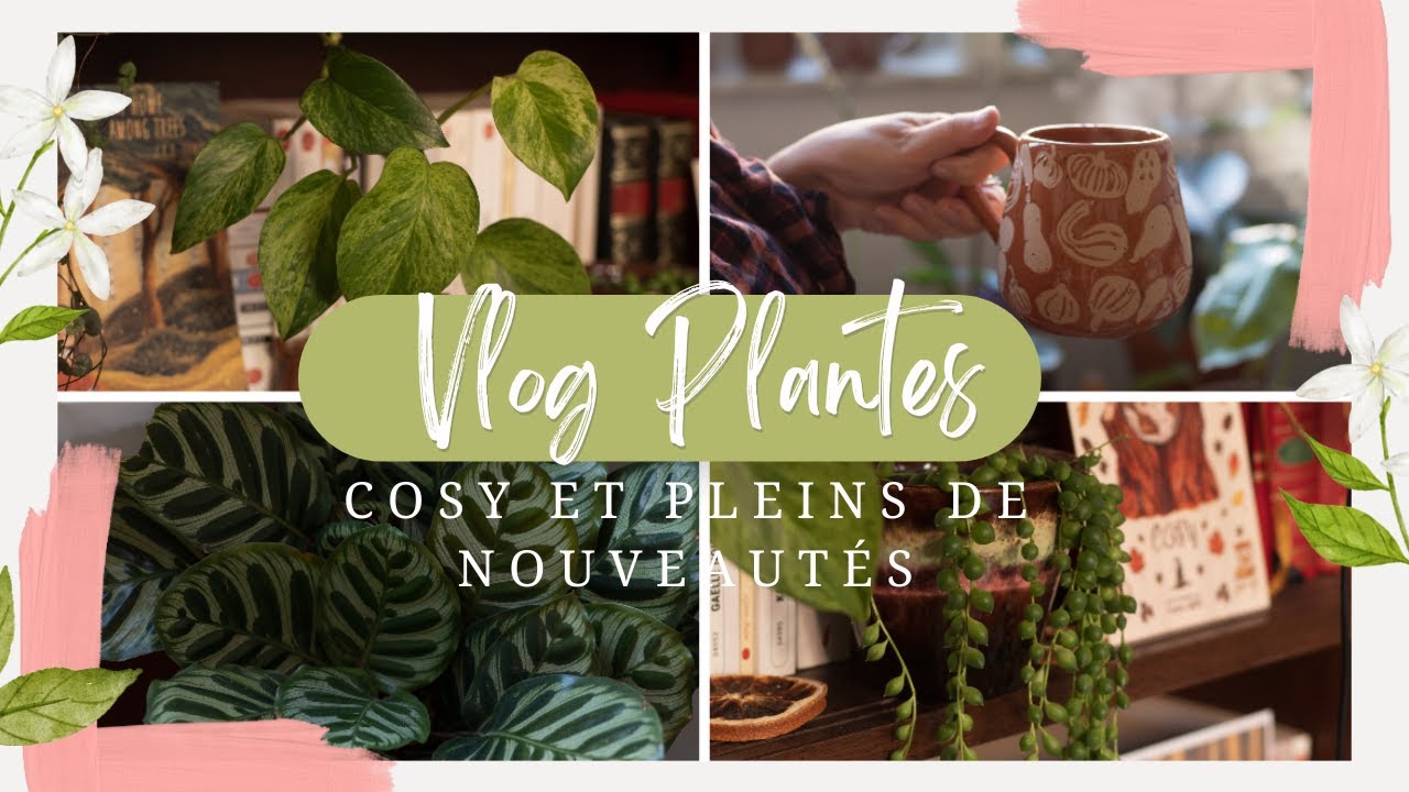 Vlog Plantes Cosy avec pleins de nouveaut&eacute;s!