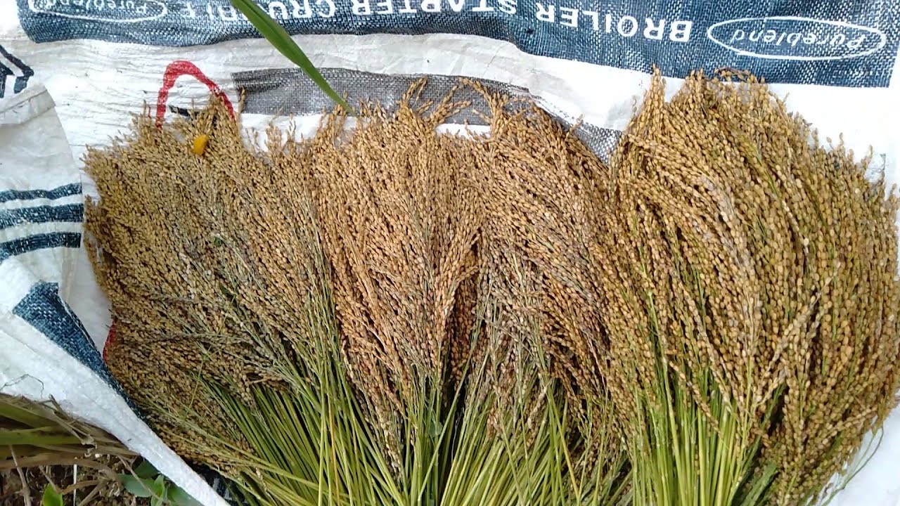 The Selected grain of rice