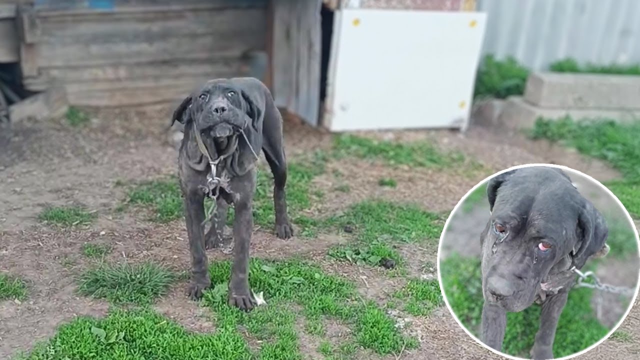 Chained for 12 Years, Used and Forgotten — She Just Wants Love Before It’s Too Late