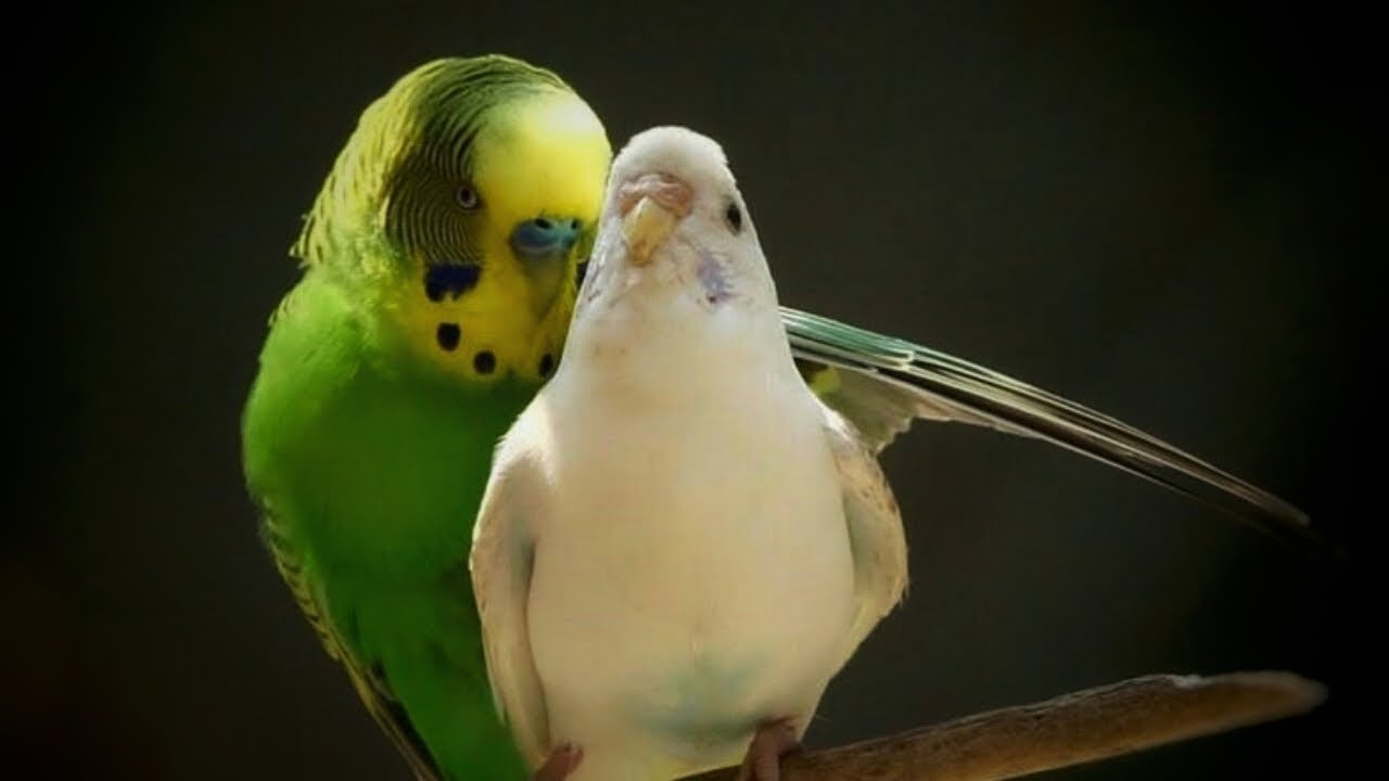 Muhabbet kuşu 1 saatlik kızışma videosu MuHaPet Garantili Denenip onaylandı.