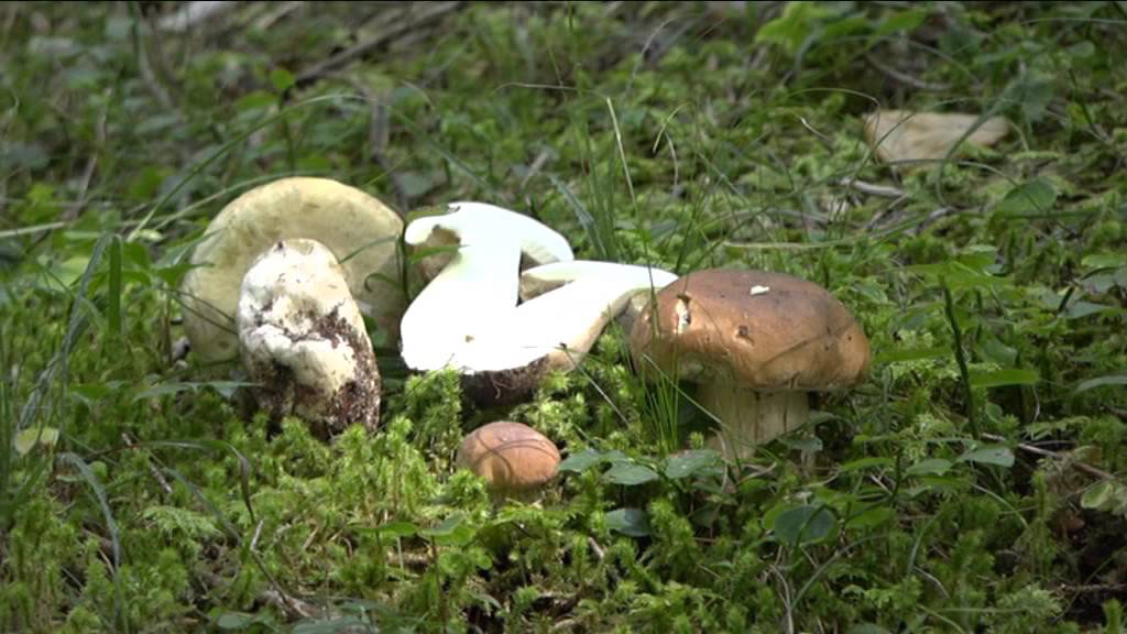 Boletus edulis @ Conoscere i funghi 26.09.2019