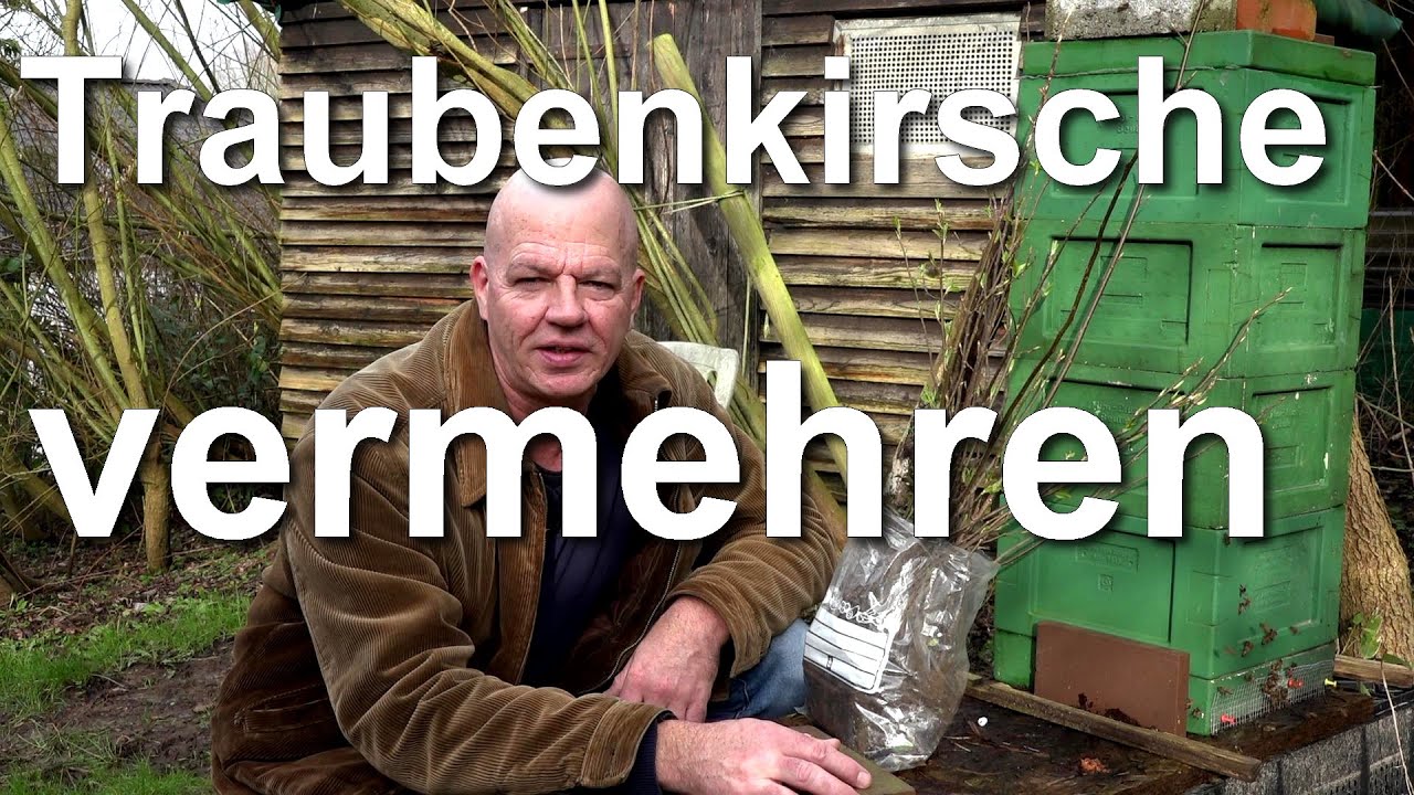 Beste Bienenweide im April: Europäische Traubenkirsche vermehren Prunus padus