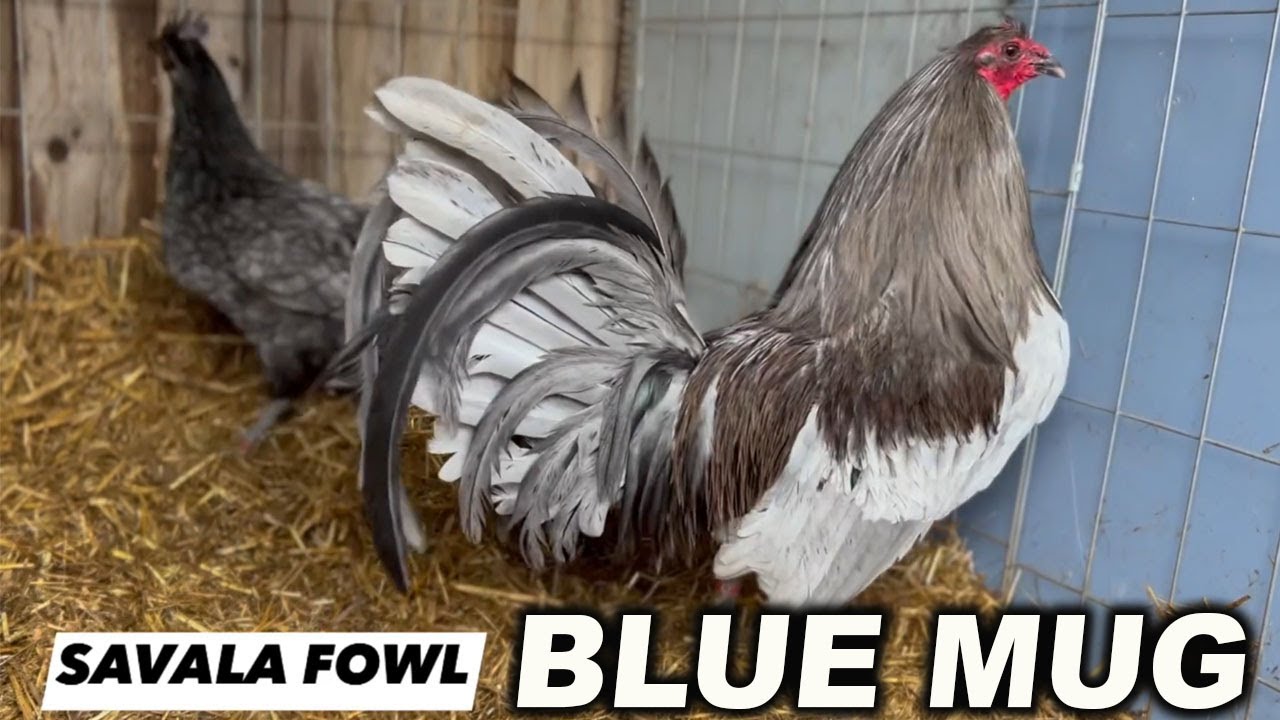 RK Blue Mug Hennie SAVALA FOWL Beautiful Birds