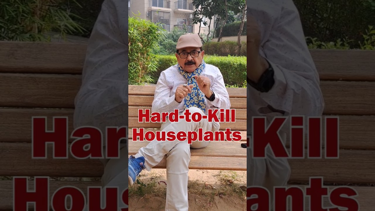 TOP 6 Hard To Kill Plants | Easy to Grow House Plants for Beginners #gardeningforbeginners