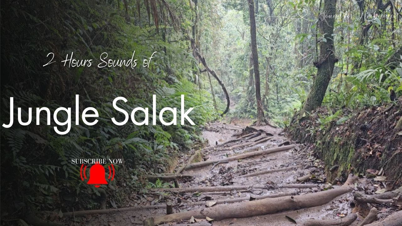 Grasshoper Sounds in Virgin Jungle for Relaxation 2 Hours