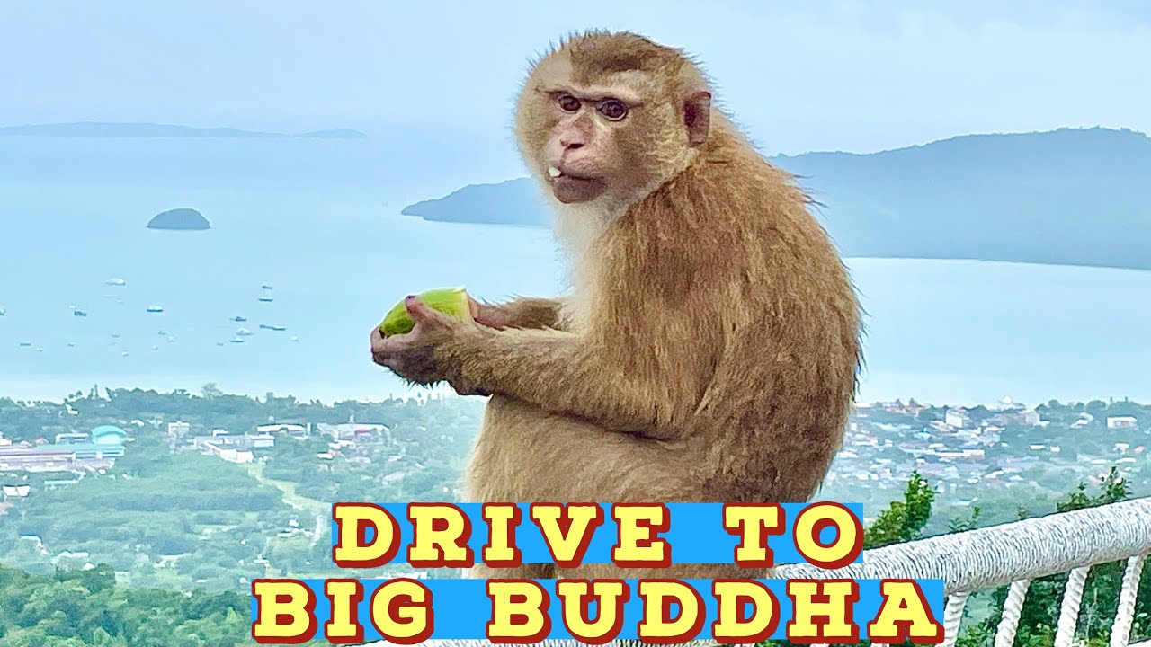 Thailand Vlog | Motorbike Street Tour of Paradise | BIG BUDDHA