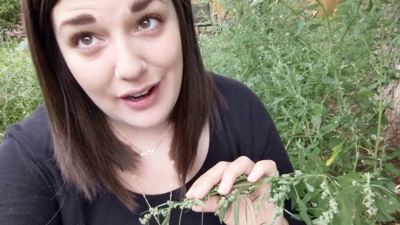 A Look at Lambs Quarters (Chenopodium album) - Herb of the Month Club