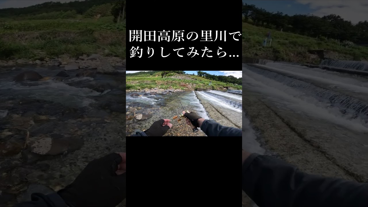 【開田高原】高原の里川で釣りしてみたらそこは正にイワナ天国だったよ【渓流釣り】#shorts #開田高原　＃イワナ　＃渓流釣り