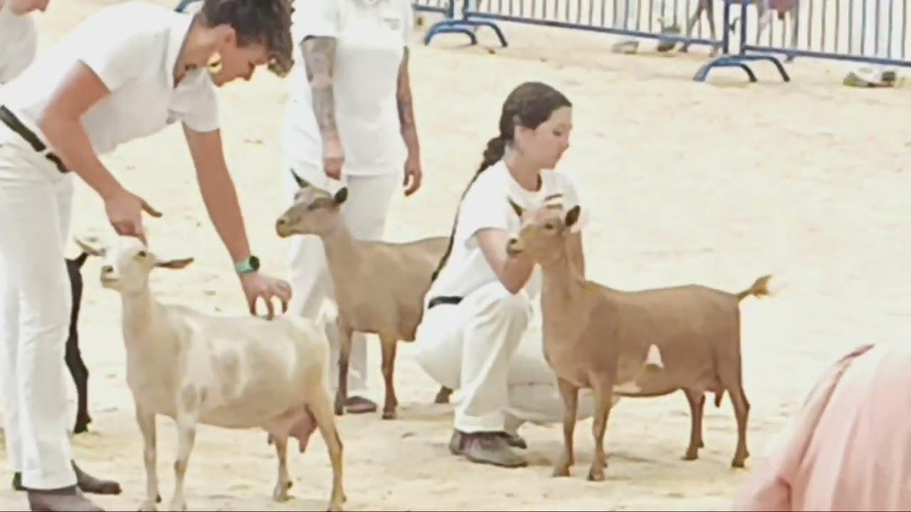 2025 ADGA National Show Senior Champion Line up