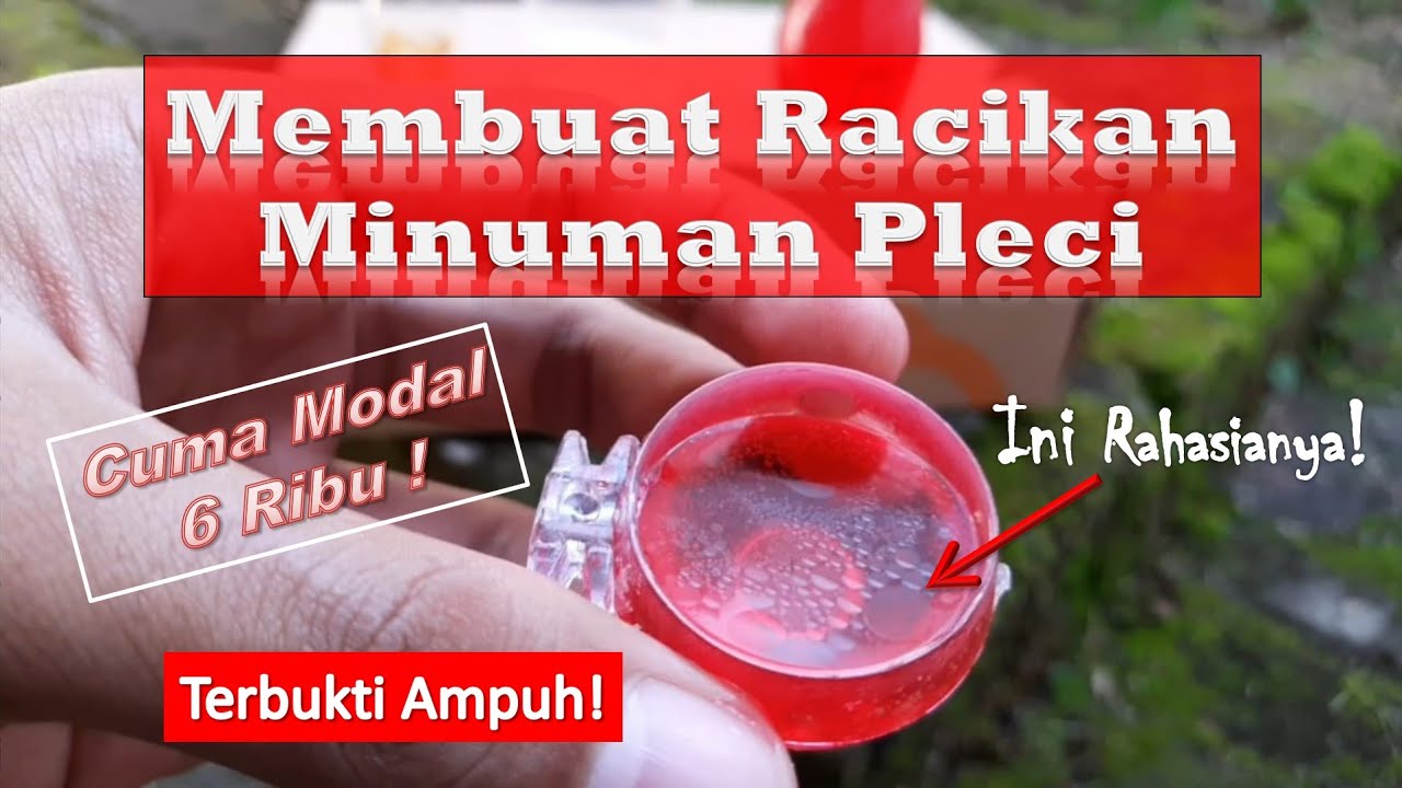 Racikan Minuman Pleci Manjur Cepat Ngalas Buka Paruh Modal Cuma 6 Ribu