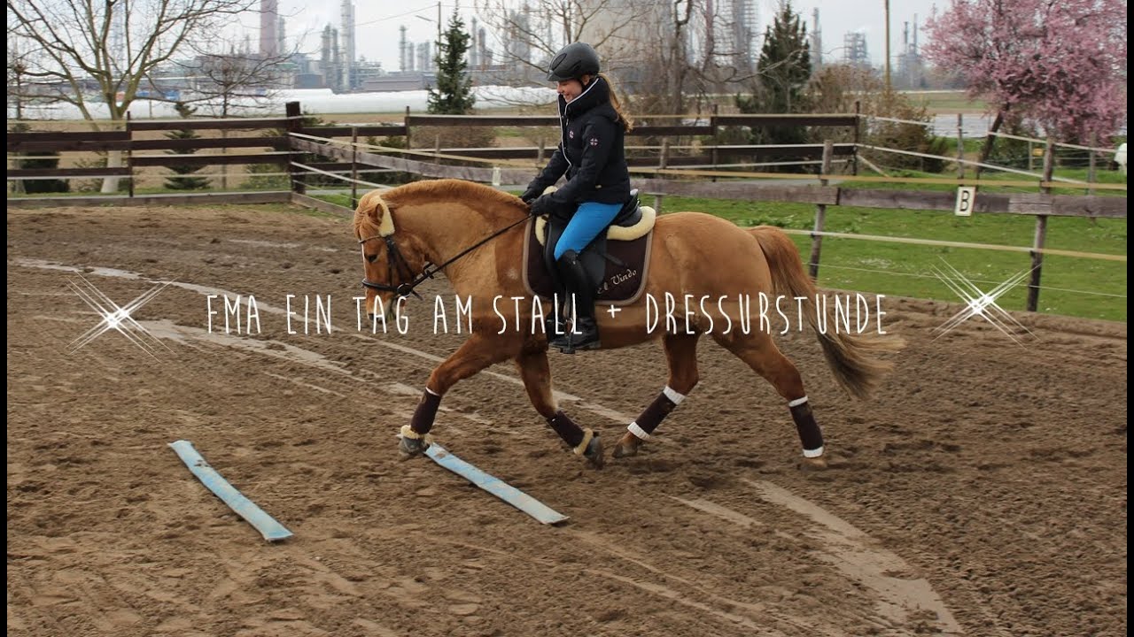 FMA- Ein Tag am Stall + Dressurstunde 🐴